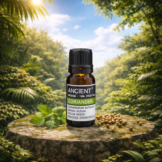 Ätherisches Öl aus uraltem Koriander