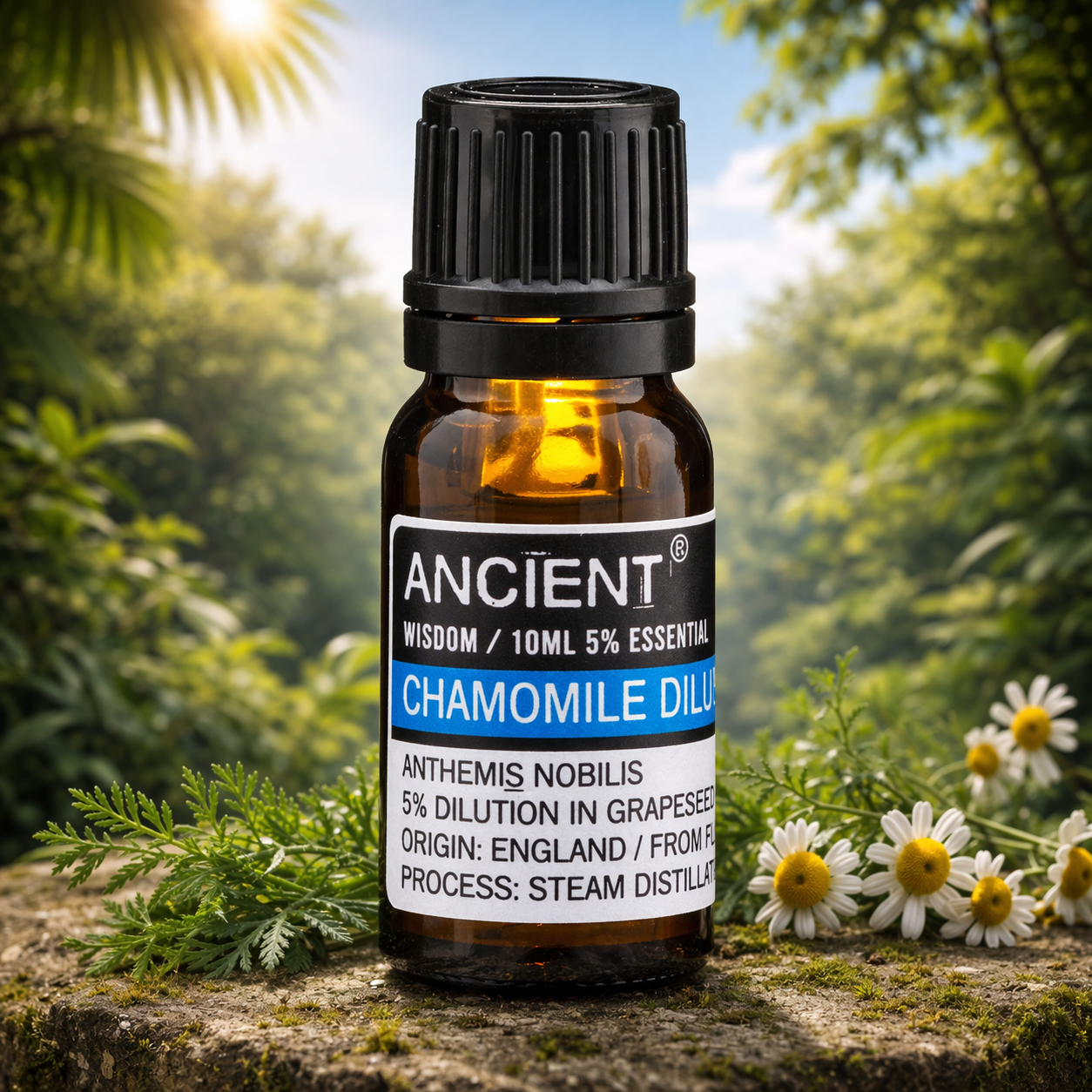 Chamomile Roman (Dilute) Essential Oil