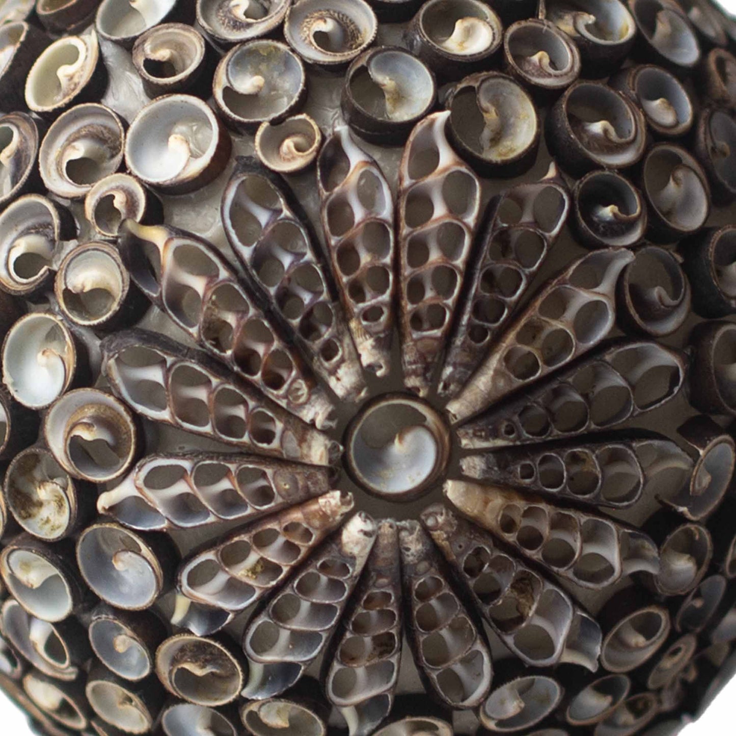 Boho Sea Shell Lamp - Chocolate Twist Globe